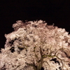 わに塚の桜 12