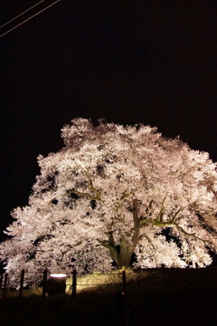 わに塚の桜 4
