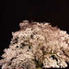 わに塚の桜 4