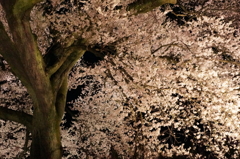 わに塚の桜 7