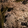 わに塚の桜 7