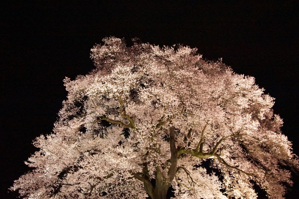 わに塚の桜 3