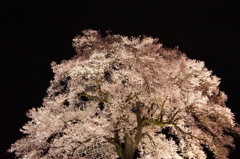 わに塚の桜 3
