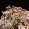 わに塚の桜 3