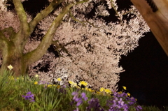わに塚の桜 9