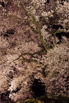 わに塚の桜 11