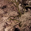 わに塚の桜 11