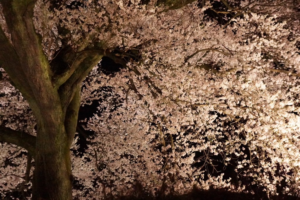 わに塚の桜 6
