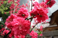 桃の花