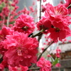 桃の花