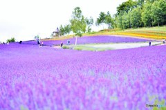 富良野の彩香の里にて