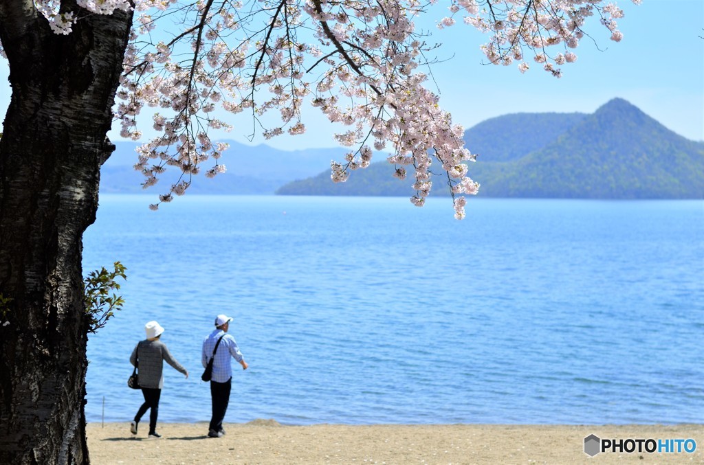 洞爺湖の桜