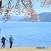 洞爺湖の桜