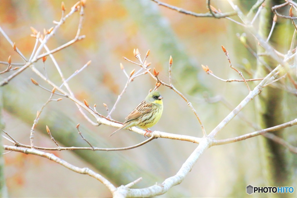 地球岬の野鳥