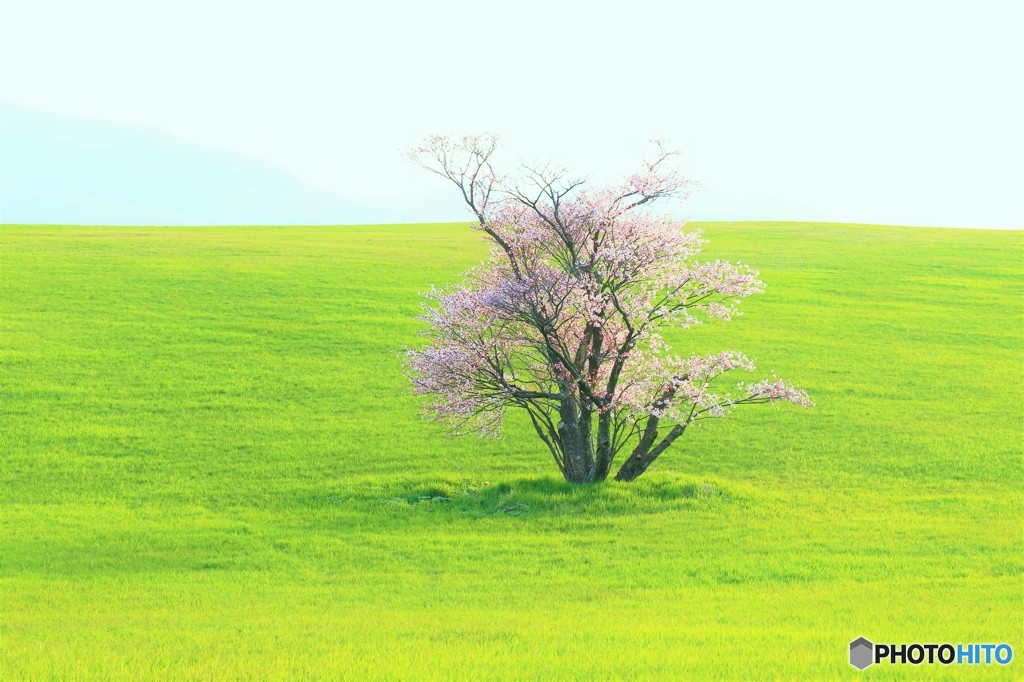 崎守の一本桜