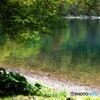 静かな湖畔の森の影
