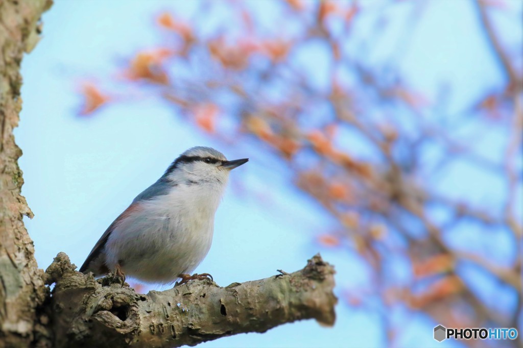 地球岬の野鳥