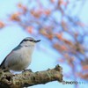 地球岬の野鳥