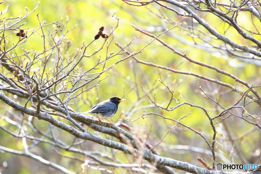 地球岬の野鳥