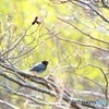 地球岬の野鳥