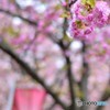 造幣局の通り抜け