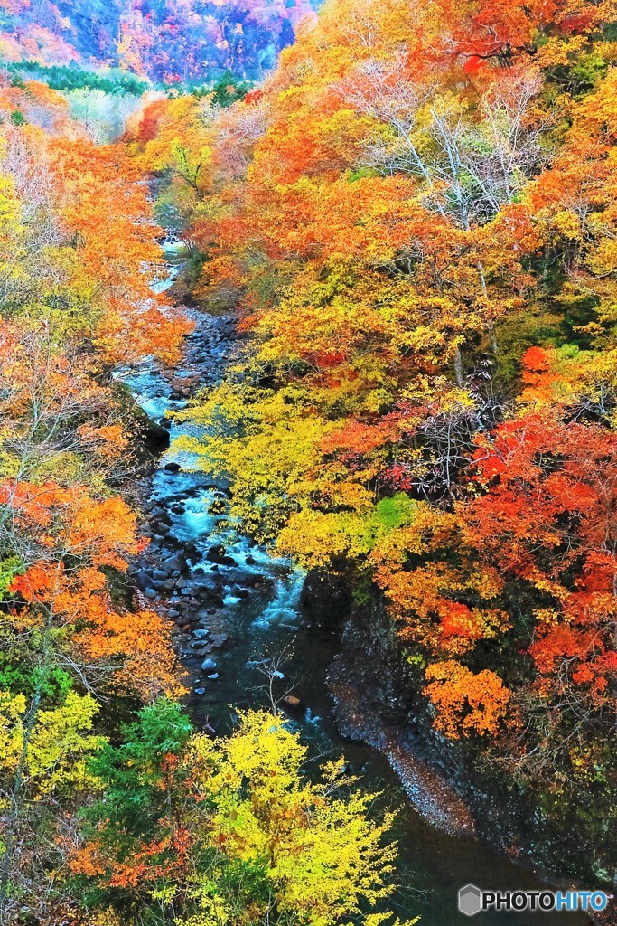 錦秋を縫う白老の流れ
