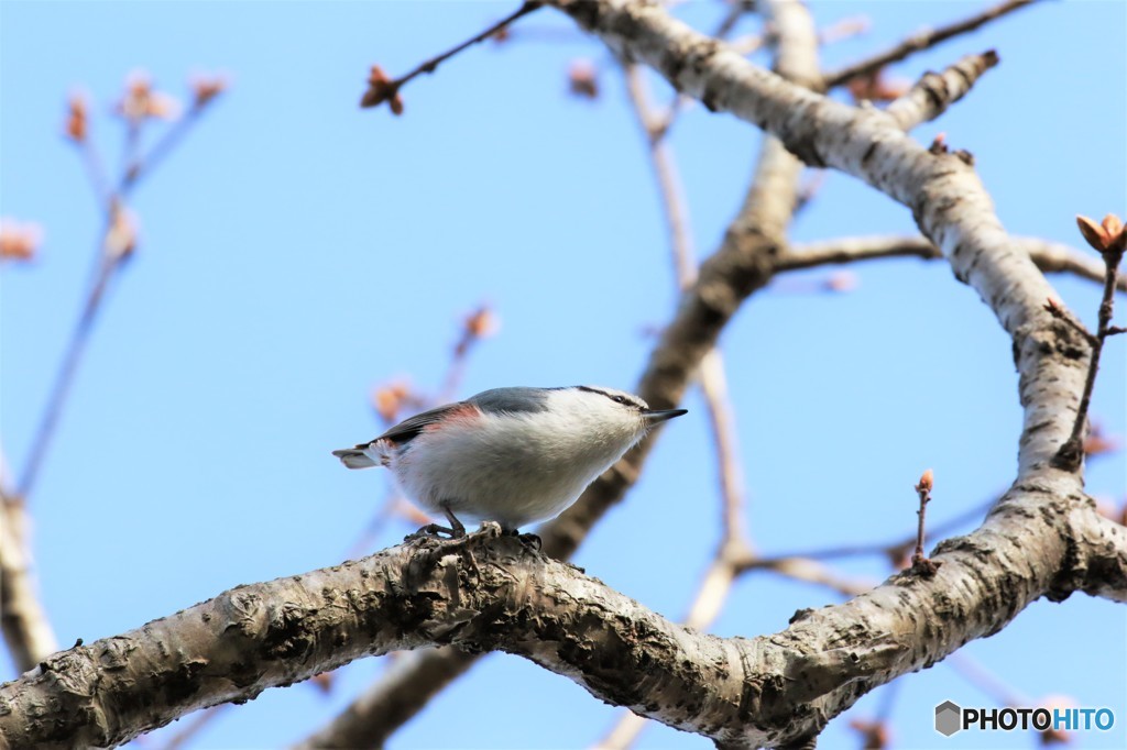 地球岬の野鳥