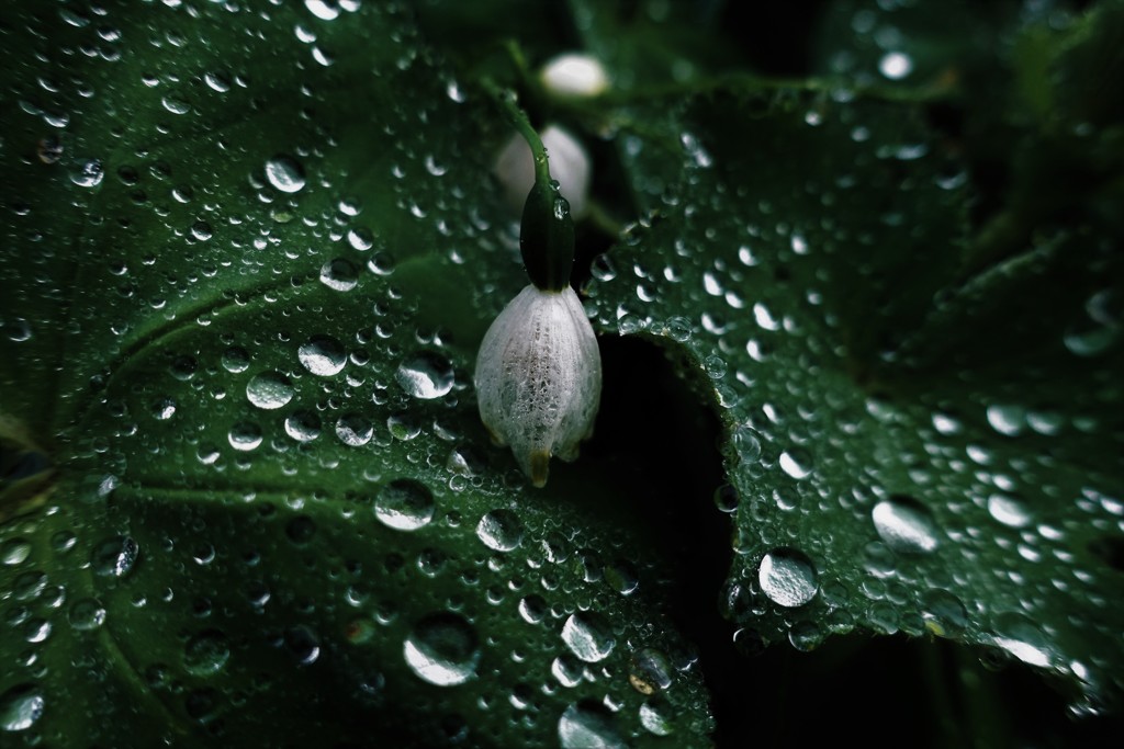 雨の休日…