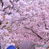 造幣局の通り抜け