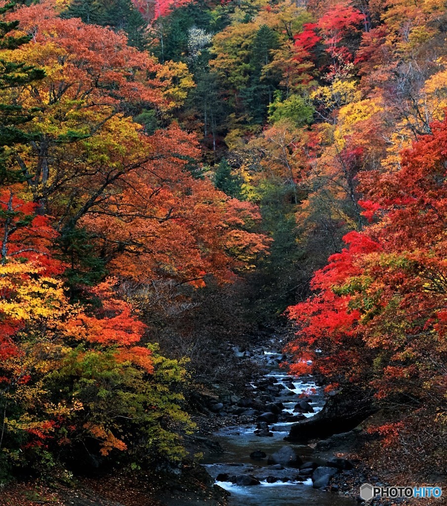 紅葉
