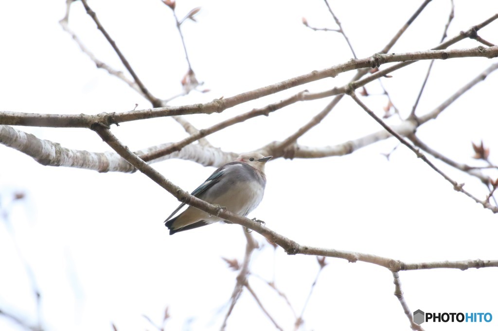 地球岬の野鳥