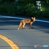 朝に出会ったキタキツネ