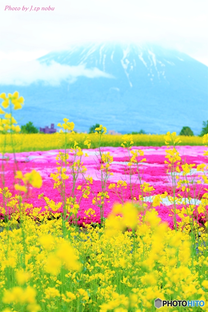 三島さんの芝桜（倶知安町）