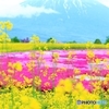 三島さんの芝桜（倶知安町）