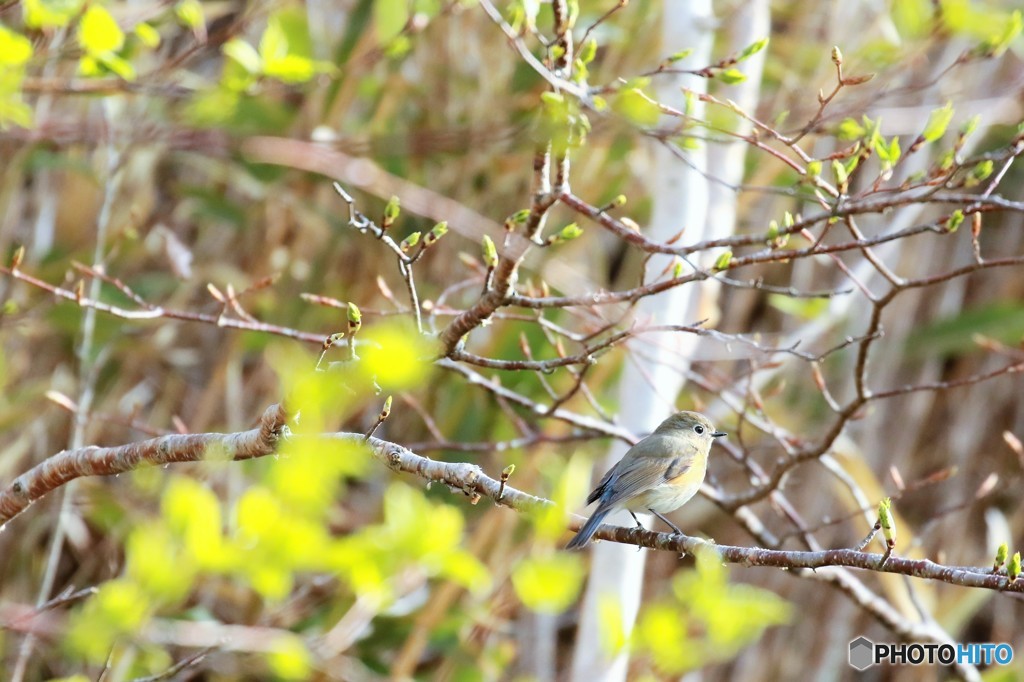 地球岬の野鳥