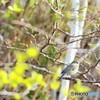 地球岬の野鳥