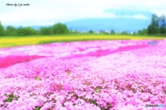 三島さんの芝桜