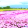 三島さんの芝桜