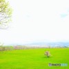 今日の崎守の一本桜（超広角使用）