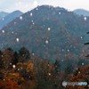 初雪
