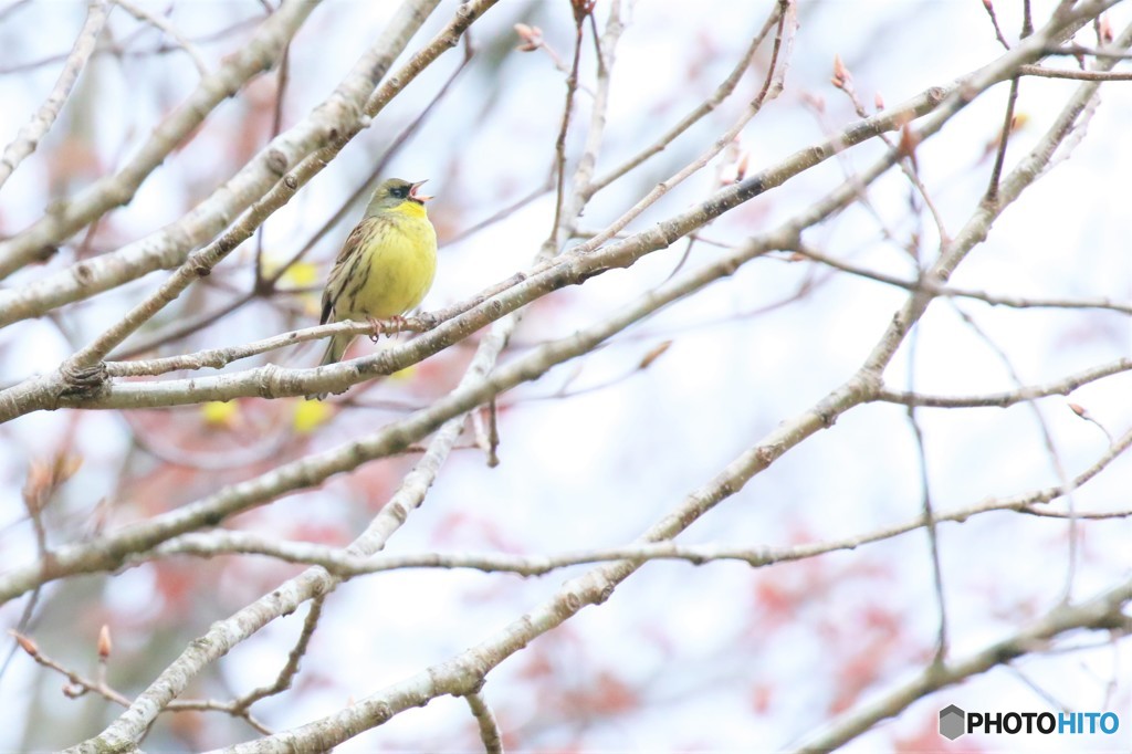 地球岬の野鳥