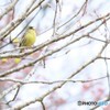 地球岬の野鳥