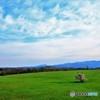 室蘭崎守の一本桜