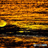 moon light tonight