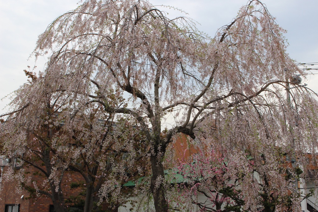 枝垂れ桜