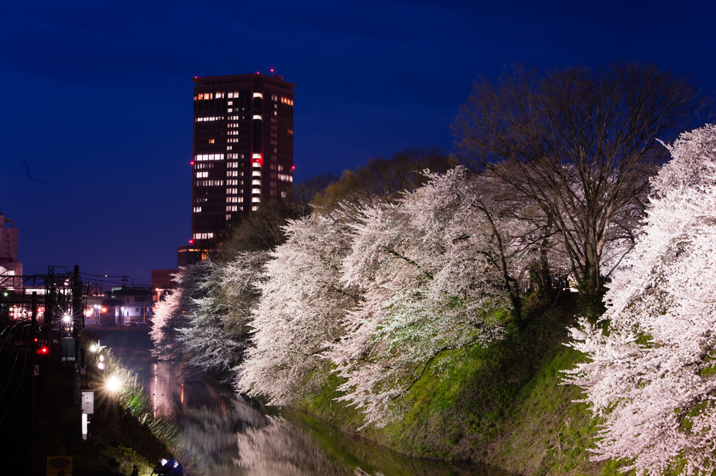 なごり桜