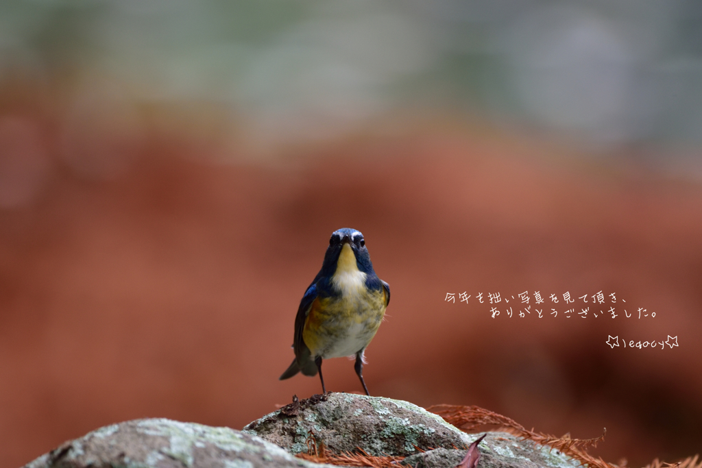 平成のルリビタキ