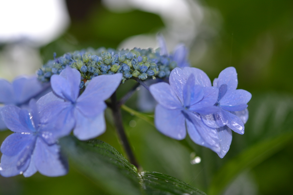 あじさい