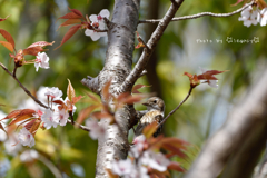 桜とコゲラ