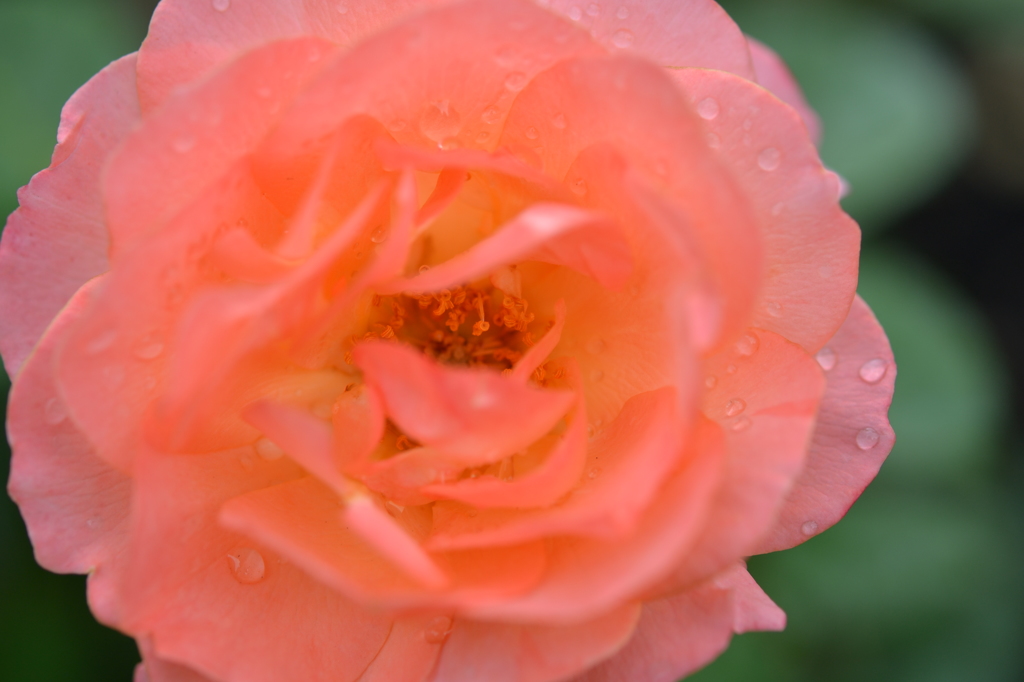 DSC_0046